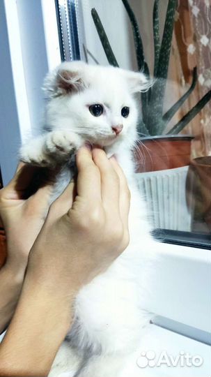 Котята от британской породы