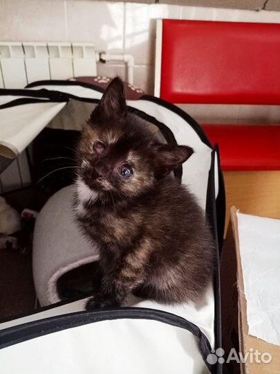 Трехцветная черепашка на счастье