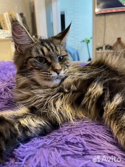 Кошка на вязку