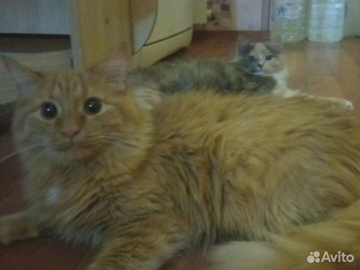 Кот и кошка