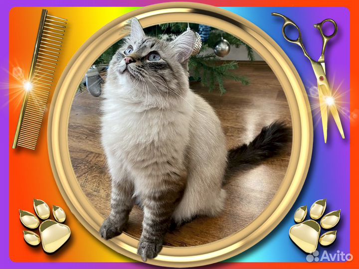 Стрижка кошек Экспресс-линька