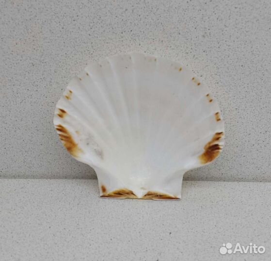 Гребешок 10,*11,1 морская ракушка раковина