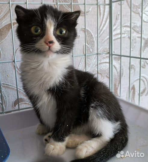Маленький котик