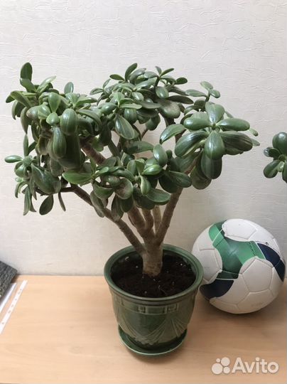 Денежное дерево толстянка крассула