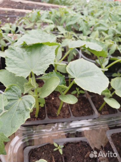 Рассада, огурцов, Герман, кураж, пасалимо, фирмен