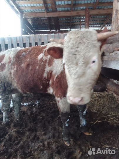 Продажа крс