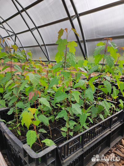 Клен Гиннала / Живая изгородь