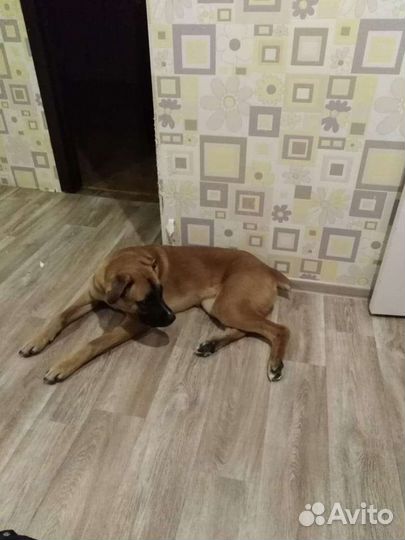 Собака в добрые руки отдам бесплатно