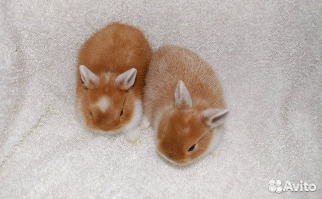 Малыши карликовые крольчата объявление продам