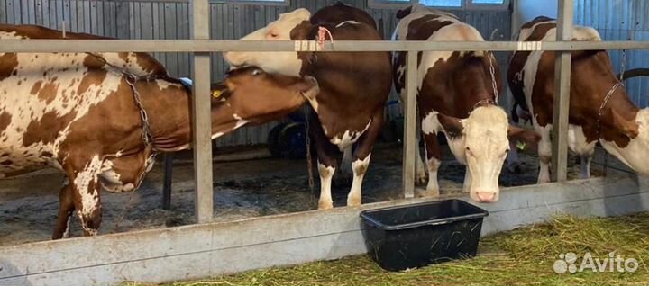 Молоко домашнее (парное) коровье, творог, сливки