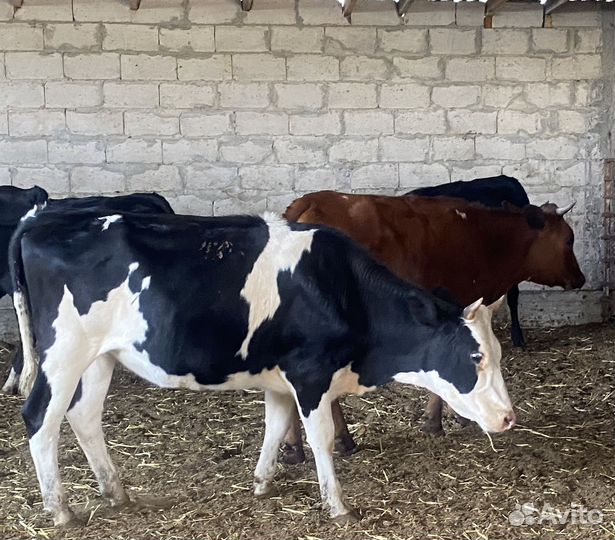 Продаются стельные телки