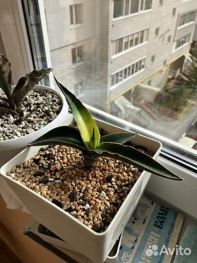 Сансевиерия Звездная Канарейка, Уитни