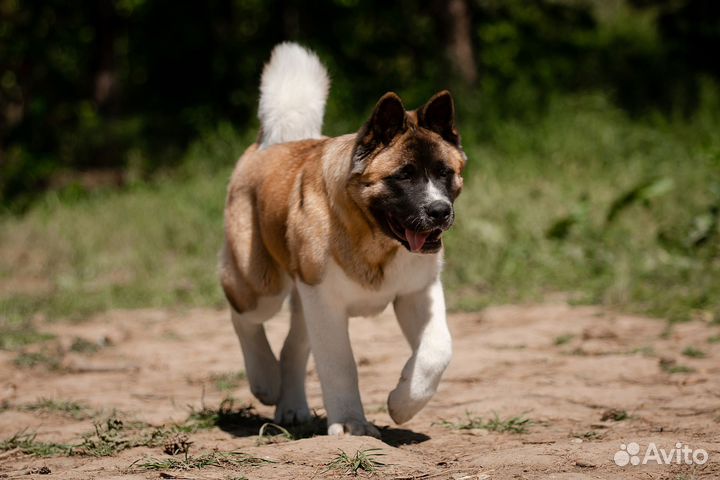 Щенки американской акиты