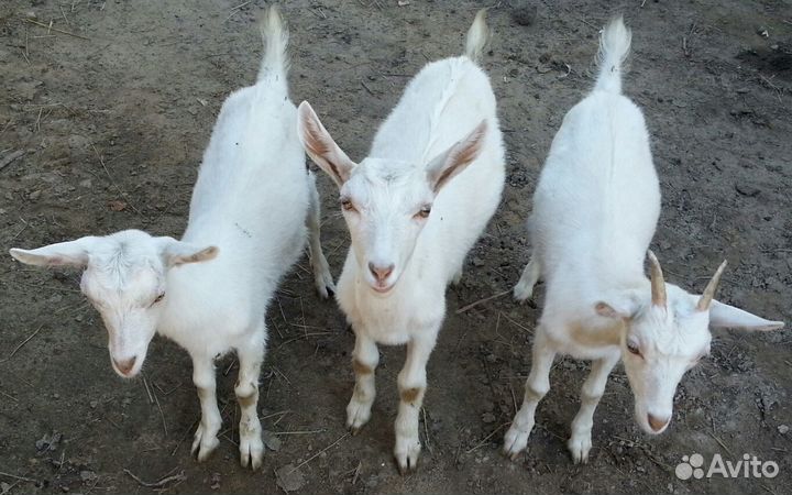 Козлята
