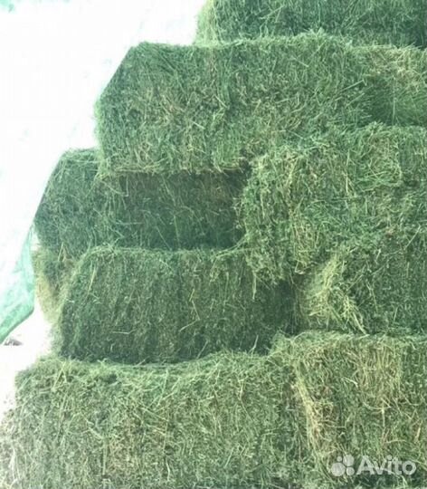 Сено / люцерна хорошего качества