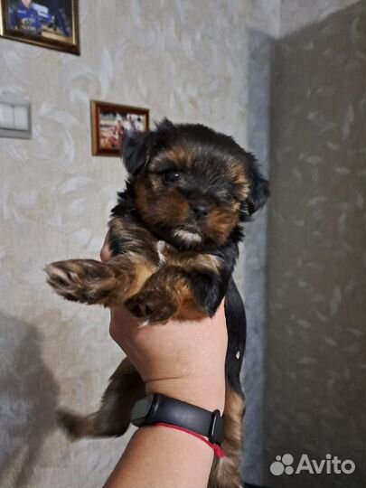 Йоркширский терьер девочка