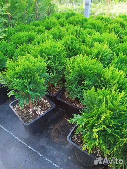 Туя западная Даника, Смарагд, Брабант