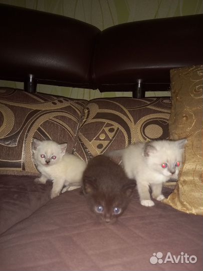 Отдам котят в добрые руки