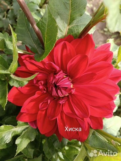 Корни георгин