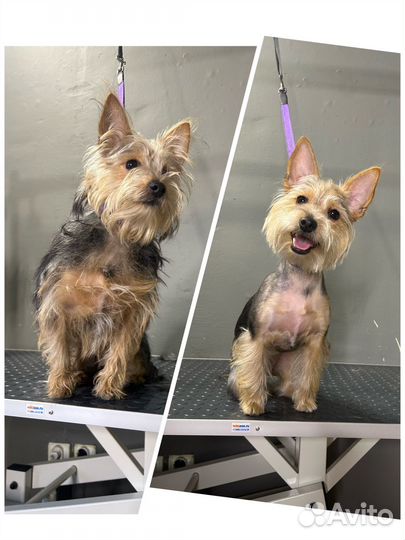 Груминг. Ищу моделей для стрижки собак