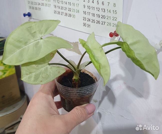 Сингониум сильвер перл