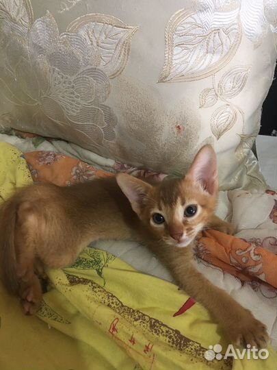 Абиссинские котята
