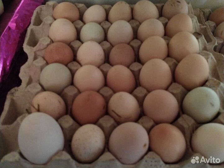 Домашние куриные яйца