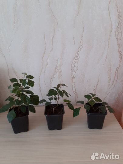 Комнатные цветы