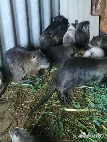 Щенки нутрии