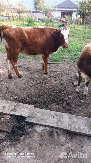 Телки стельные