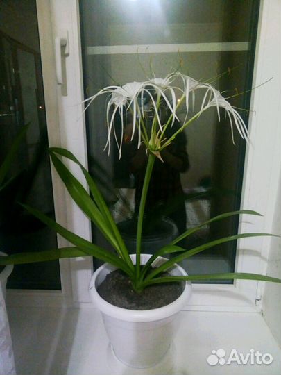 Гименокаллис, спатифиллум, гиппеаструм, суккуленты