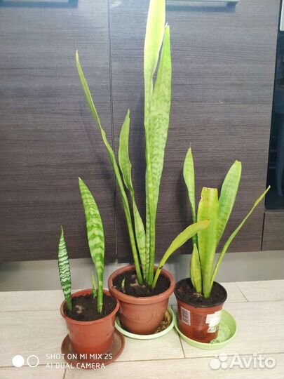 Сансевиерия (тещин язык, щучий хвост)