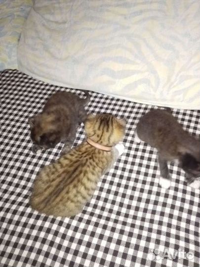 Котята бесплатно