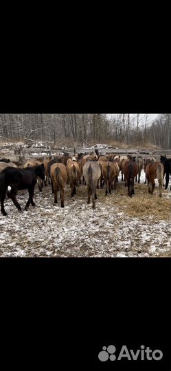 Жеребята 2024гр