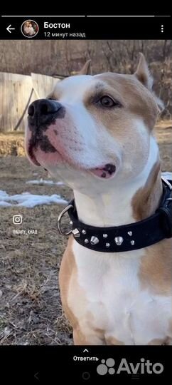 Стаффордширский терьер щенки