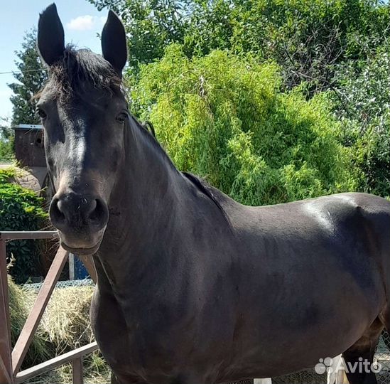 Орловский рысак кобыла