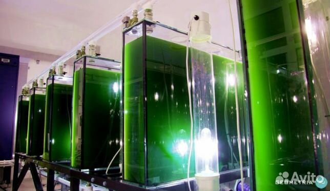 Витаминный и иммунный корм для животных