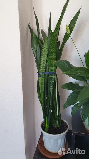 Сансевиерия тещин язык