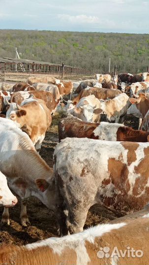 Нетель породы симентал