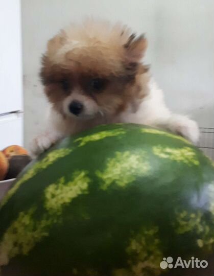 Шпице-йорки /мальчики