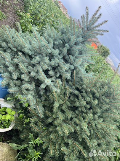 Ель канадская