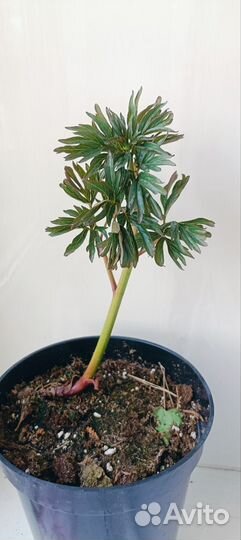 Пион Корал Шарм