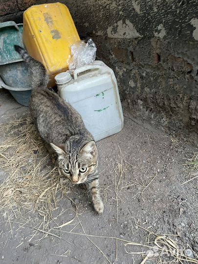 Кошка бесплатно