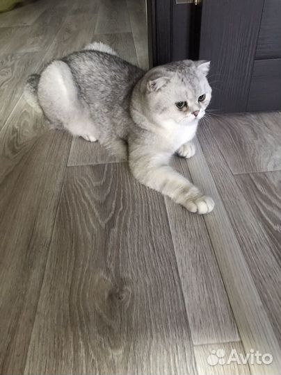 Британская шиншила