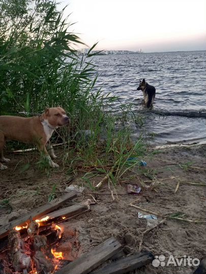 Выгул собак