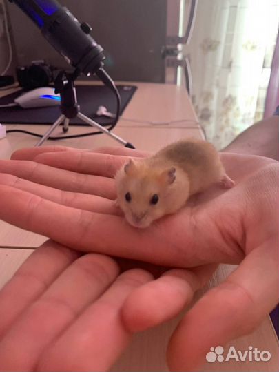 Хомяк с клеткой