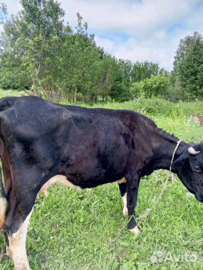 Первотелка