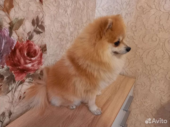 Шпиц вязка