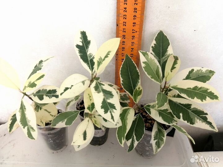Фикус микрокарпа альбомаргината