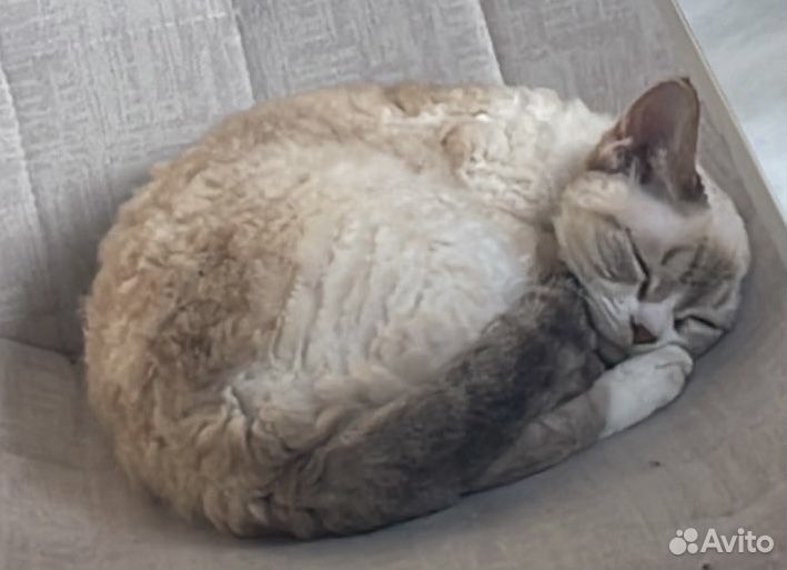 Девон-Рекс кошка